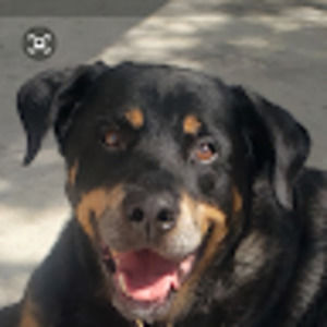 Meet your Posher, Bruce